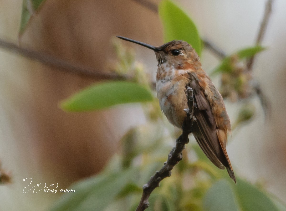 Rufous Hummingbird - ML535954521