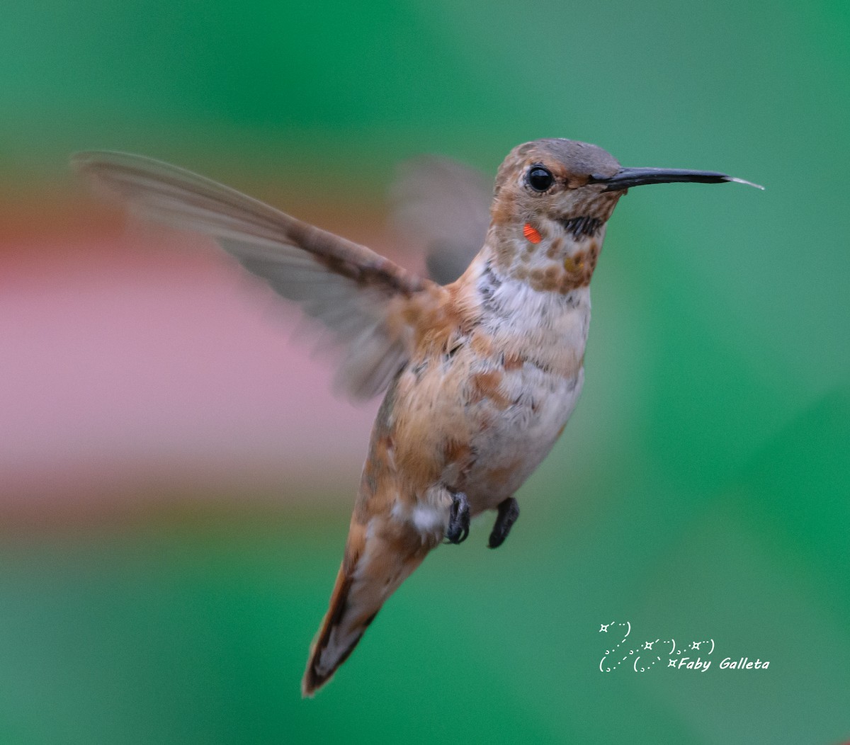 Rufous Hummingbird - ML535954751