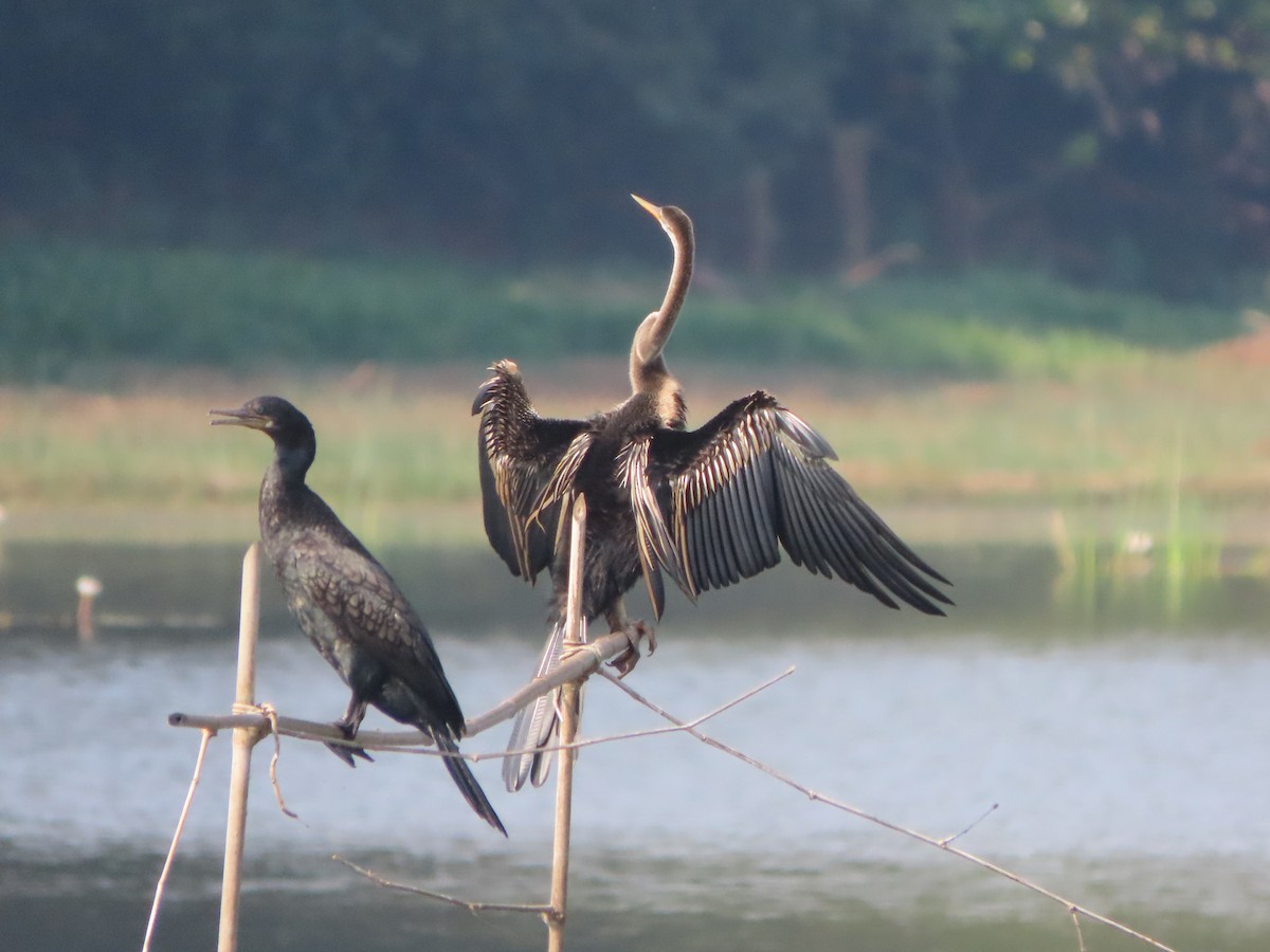 Oriental Darter - Rahul Pereira