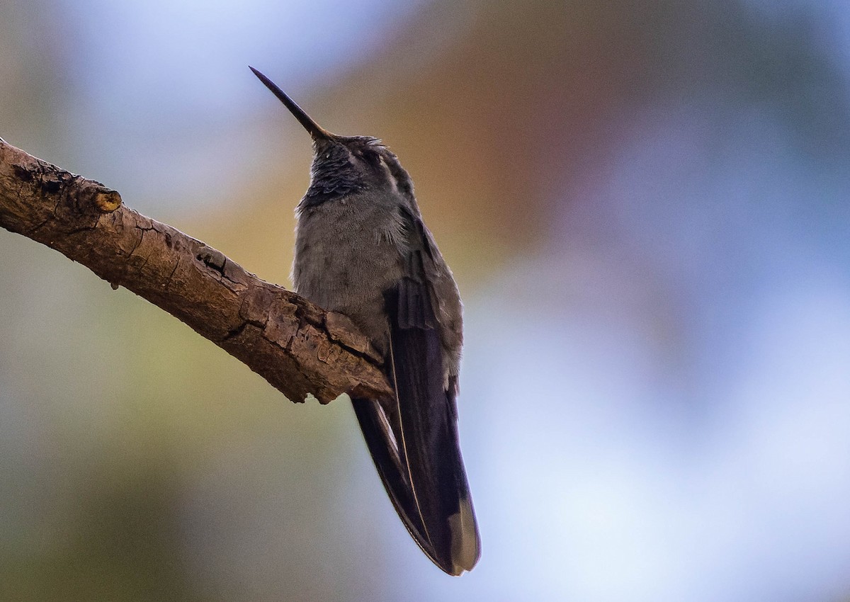 Blue-throated Mountain-gem - Steve Juhasz