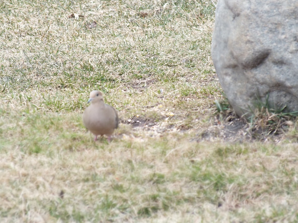 Mourning Dove - ML53595811