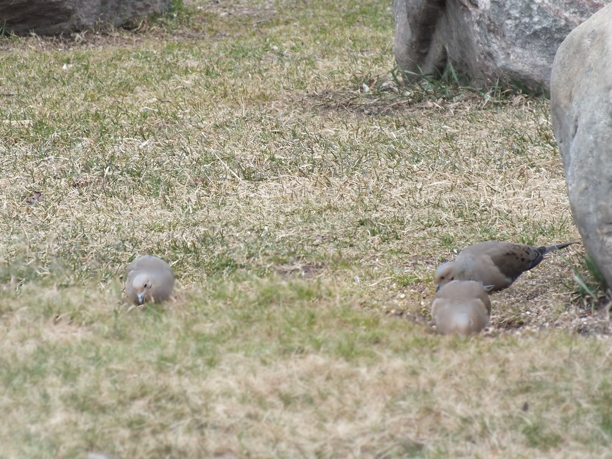 Mourning Dove - ML53595841