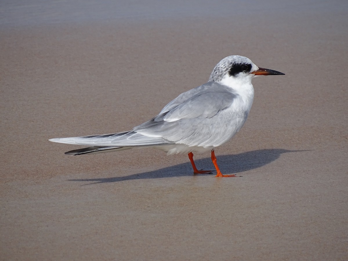 Forster's Tern - John Maniscalco