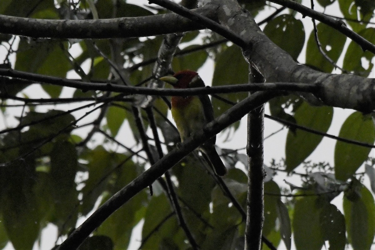 Red-headed Barbet - ML535959731