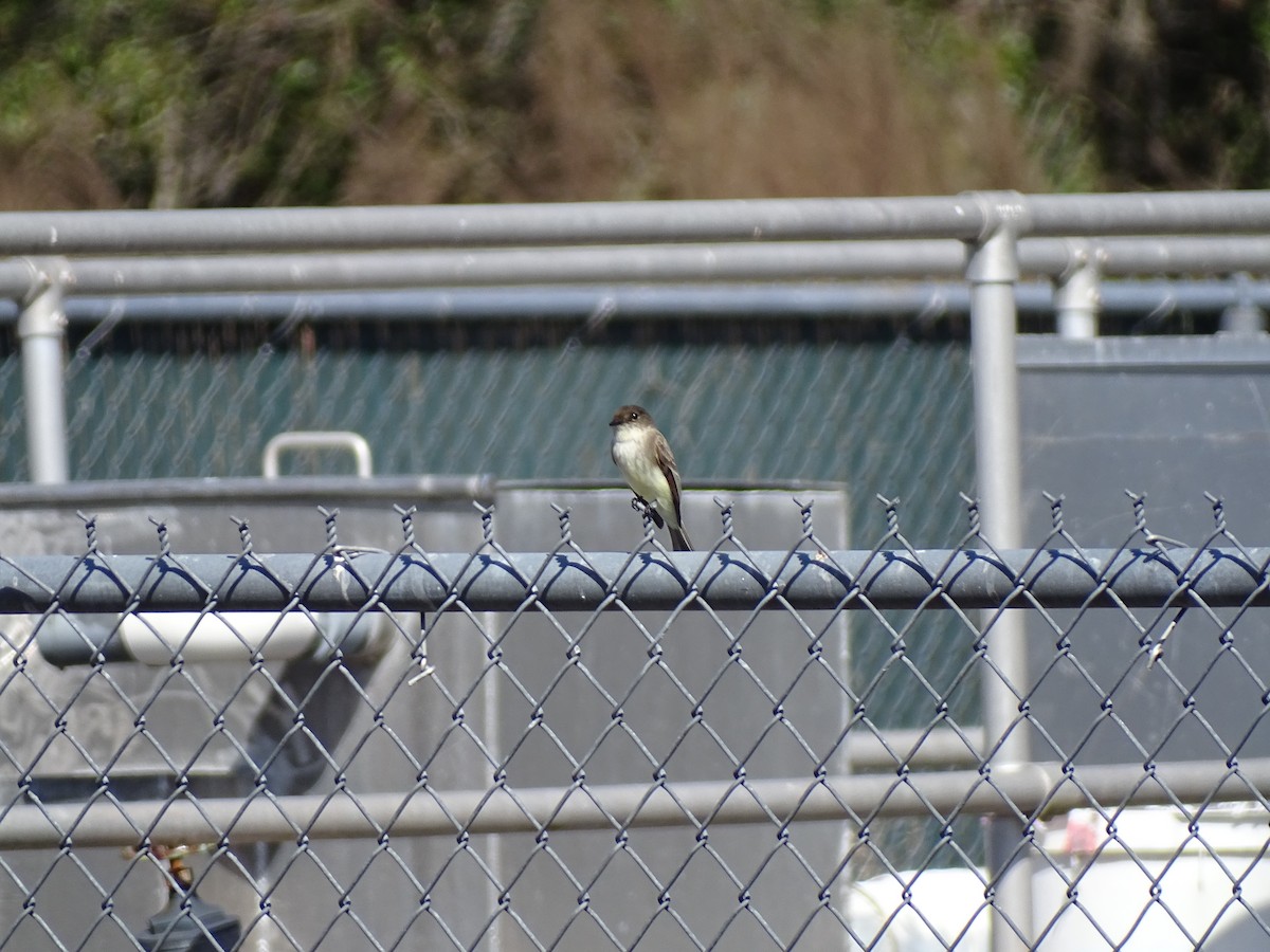 Eastern Phoebe - ML535960691