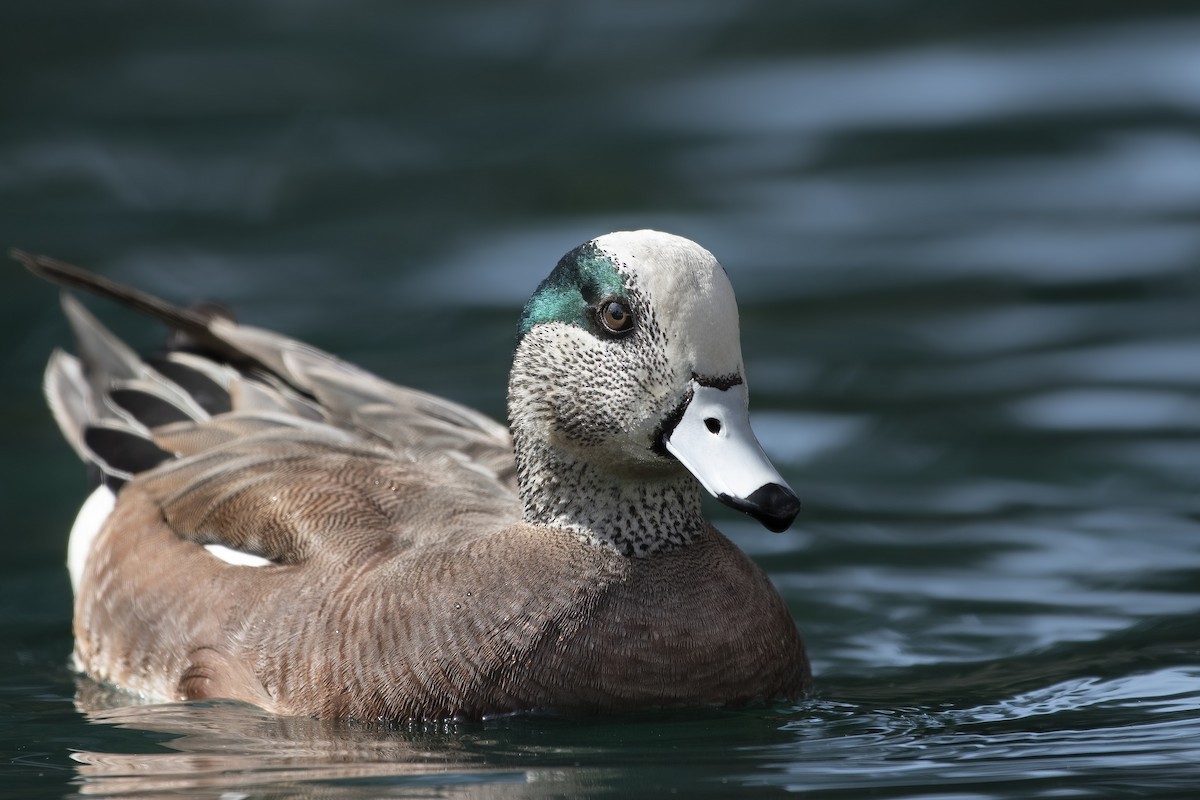 American Wigeon - ML535961371