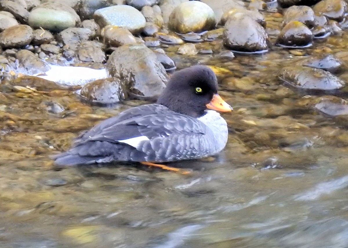 Barrow's Goldeneye - ML535961961