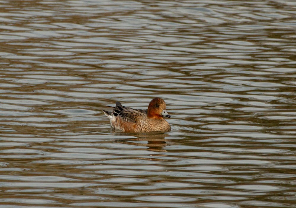 Eurasian Wigeon - ML535962201