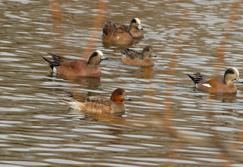 Eurasian Wigeon - ML535962271