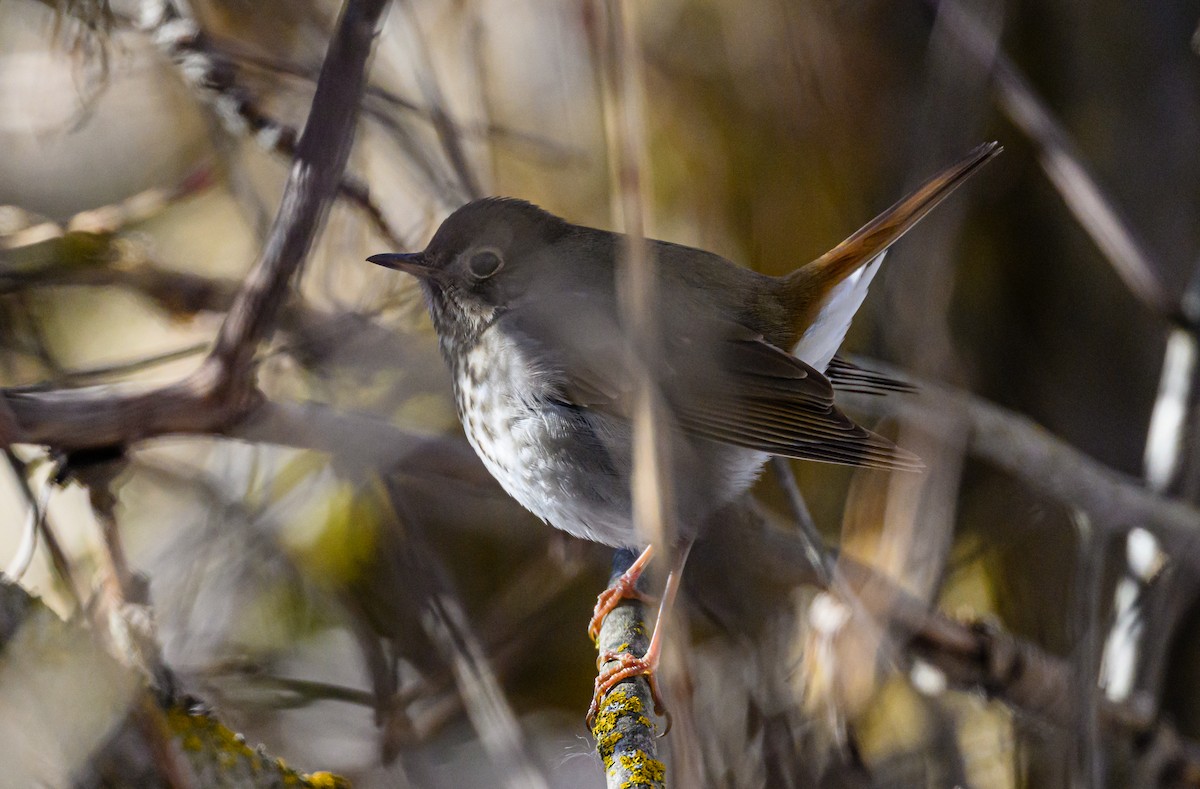 Hermit Thrush - ML535962851