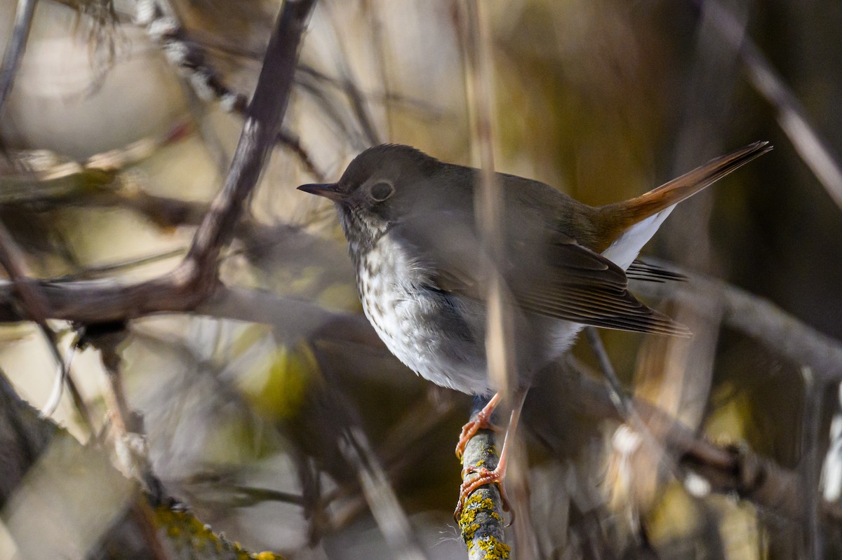 Hermit Thrush - ML535962861