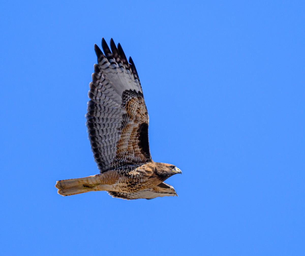 Red-tailed Hawk - ML535962941