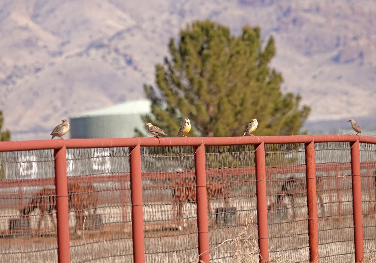 Western Meadowlark - ML535964341