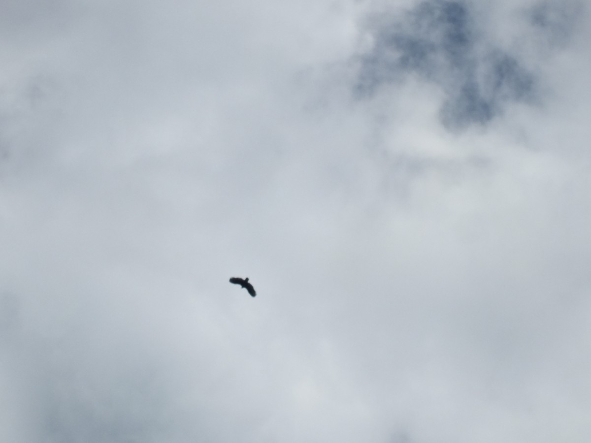 Red-shouldered Hawk - ML53596441