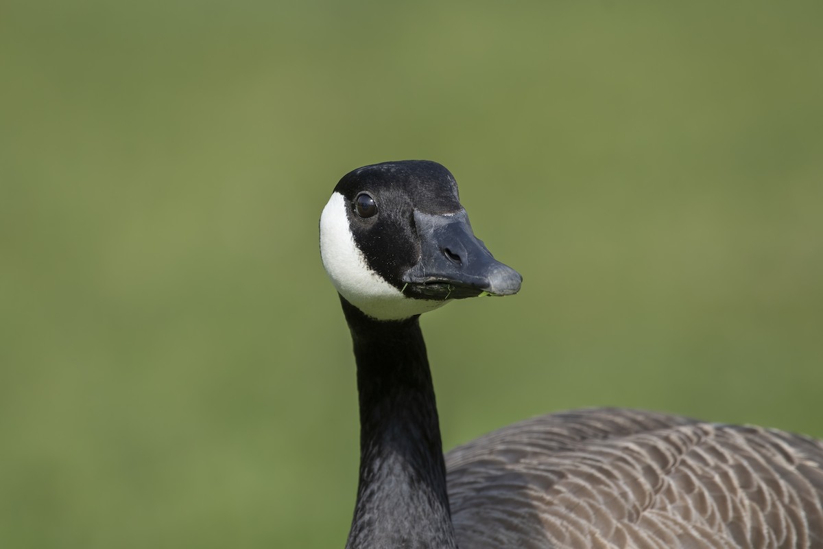 Canada Goose - ML535964451