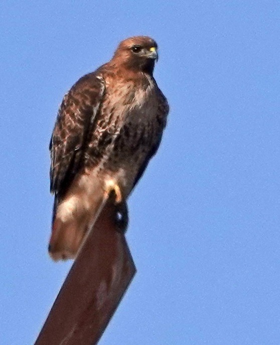 Red-tailed Hawk - ML535964671