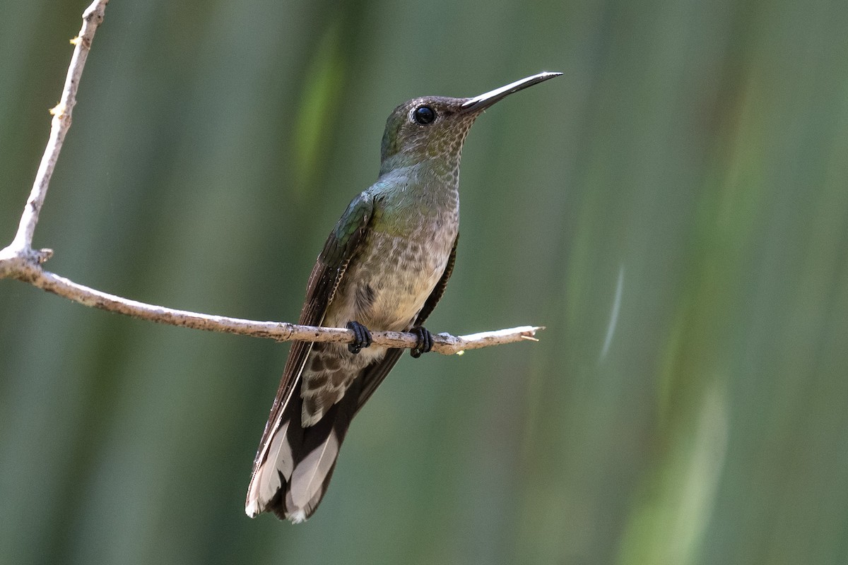 kolibřík skvrnitoprsý - ML535965301