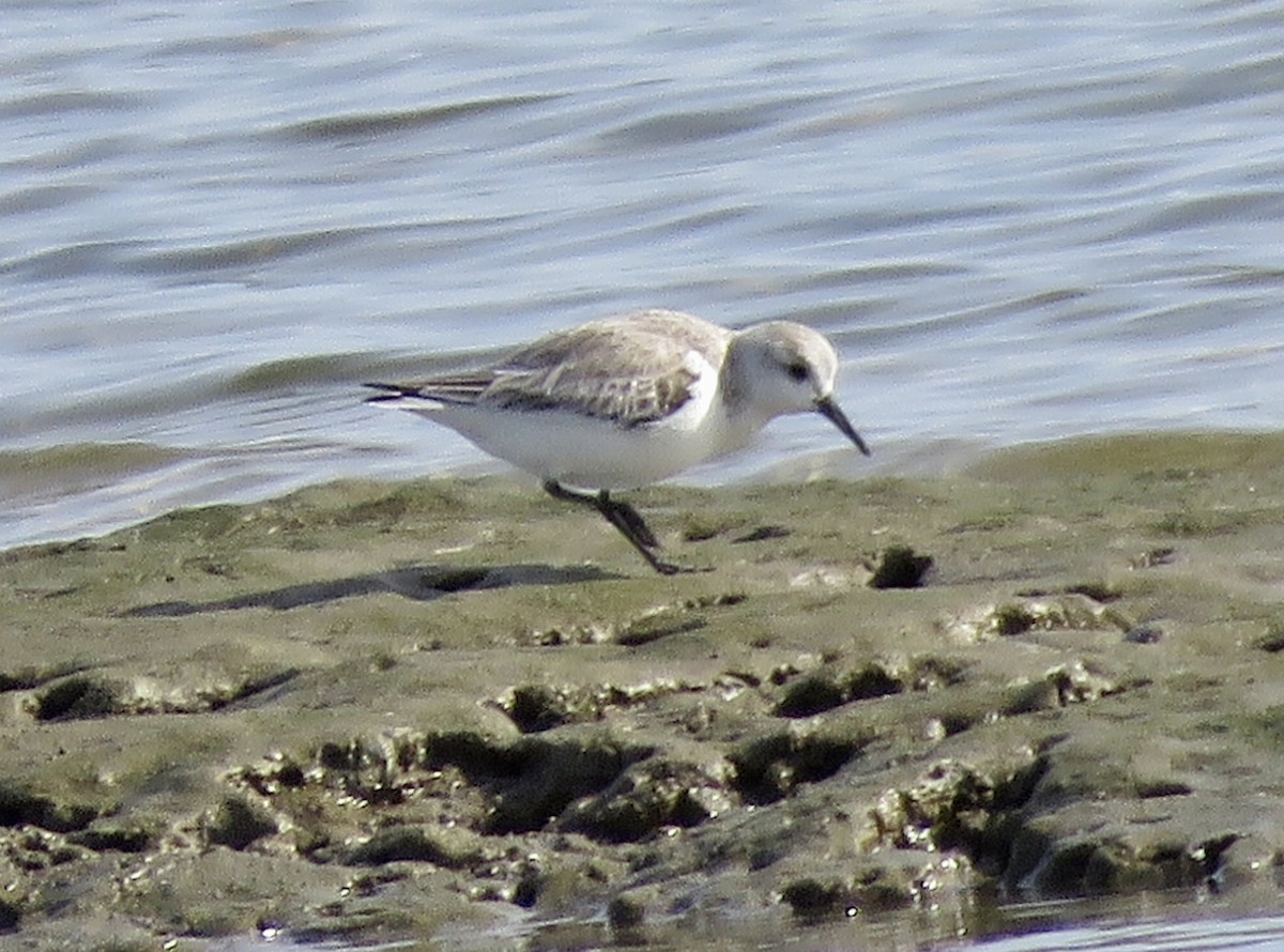 Bécasseau sanderling - ML535965471