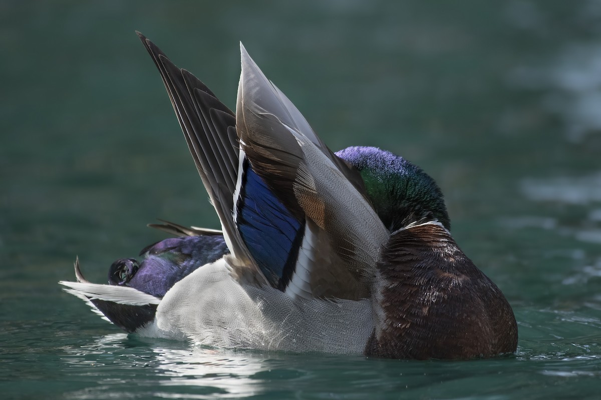 Mallard - ML535966461