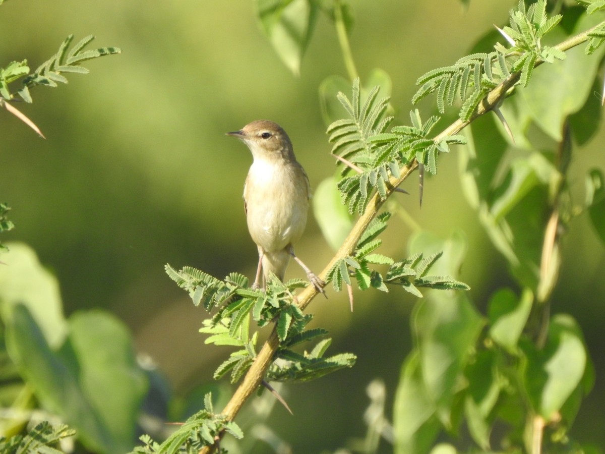 Booted Warbler - ML535967191