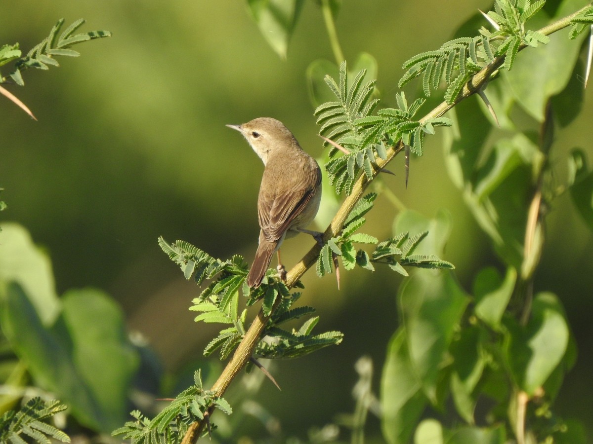 Booted Warbler - ML535967251