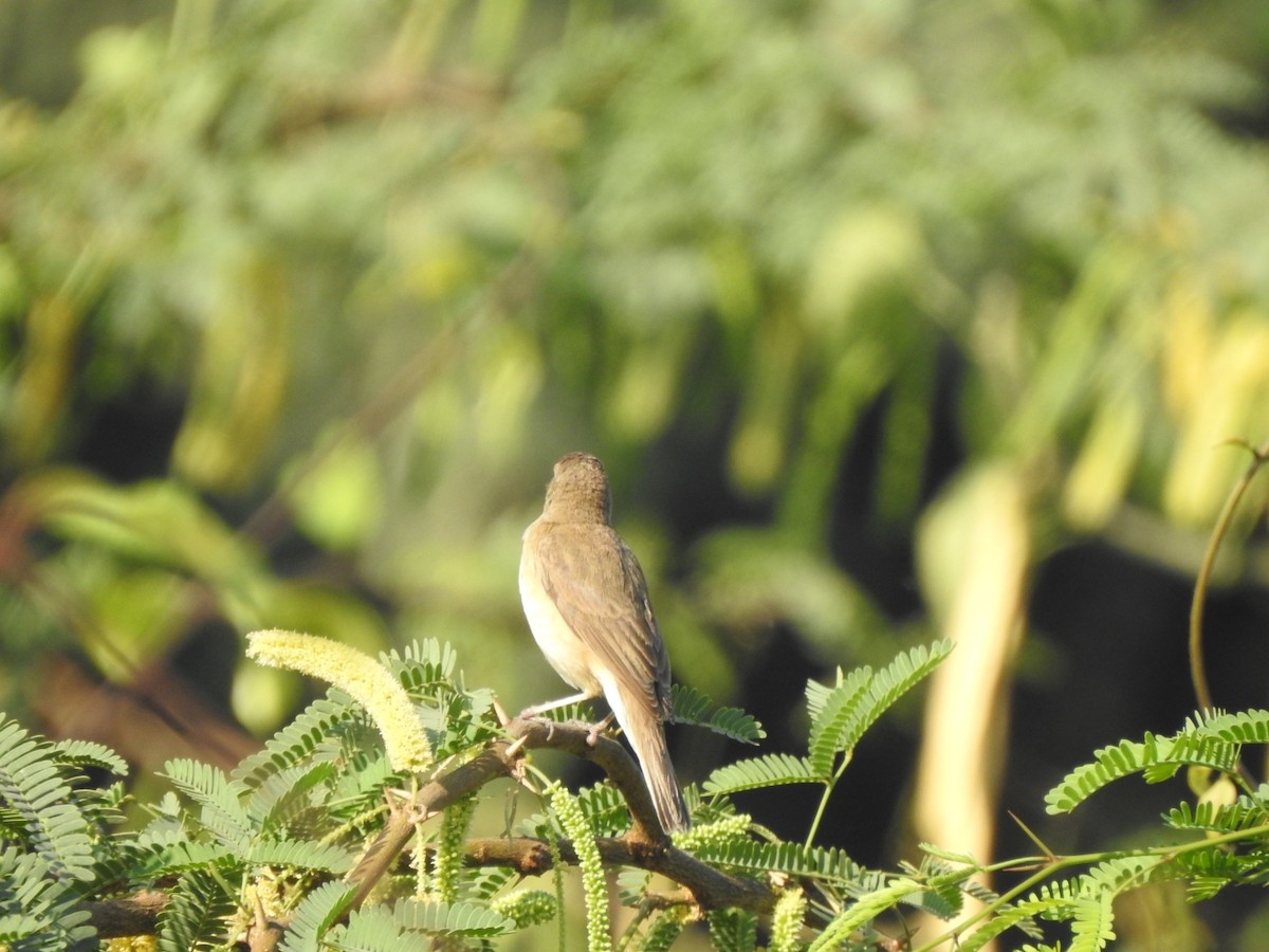 Booted Warbler - ML535967271