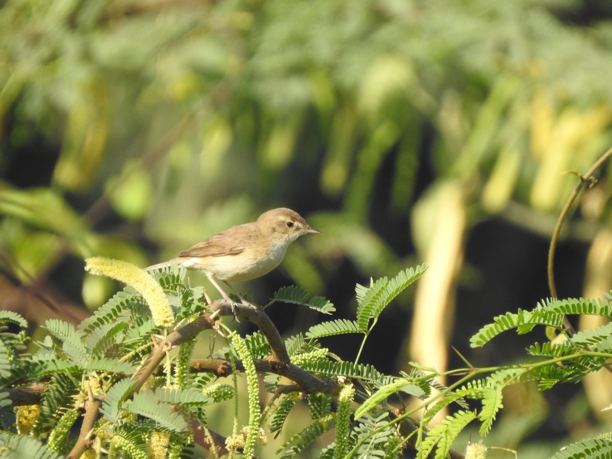 Booted Warbler - ML535967341