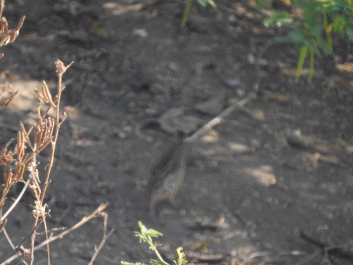 old world quail sp. - ML535967901