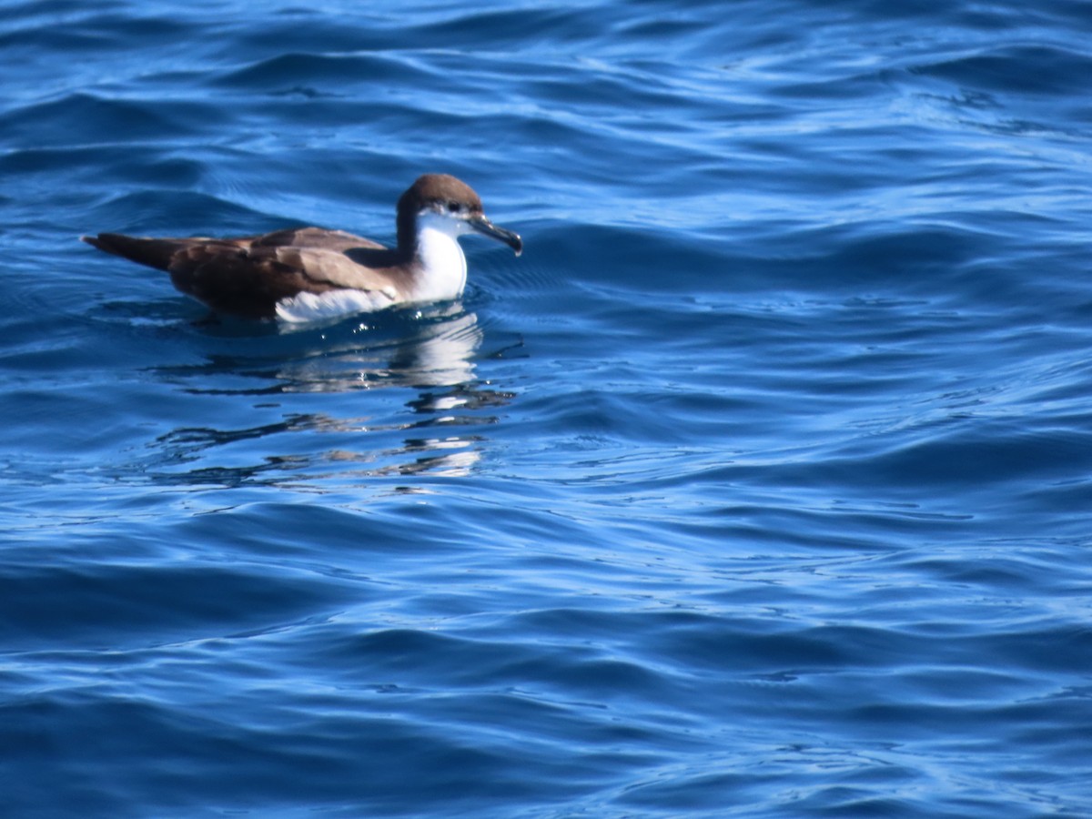 Buller's Shearwater - ML535968161