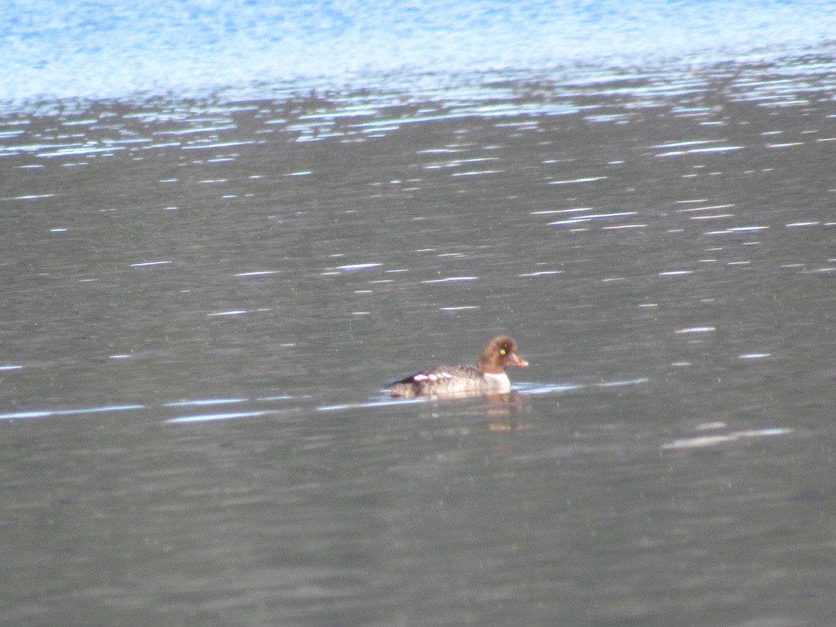 Barrow's Goldeneye - ML53597041