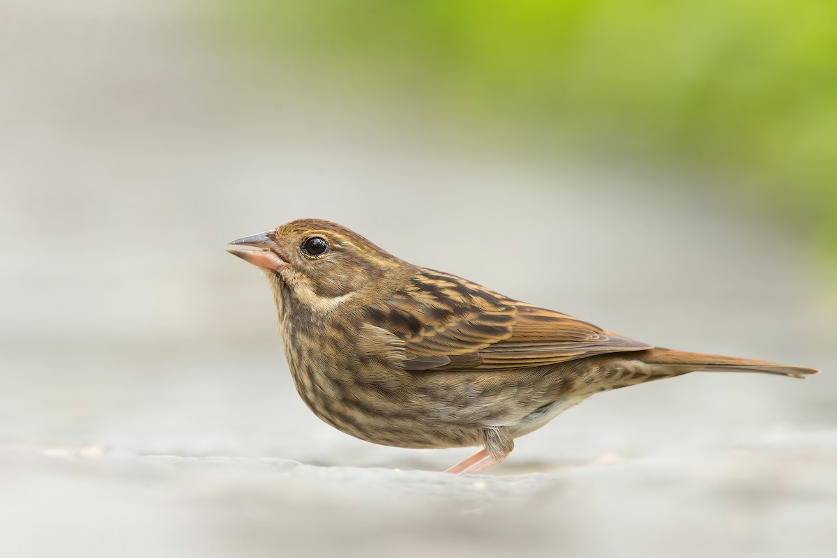 Gray Bunting - David Irving