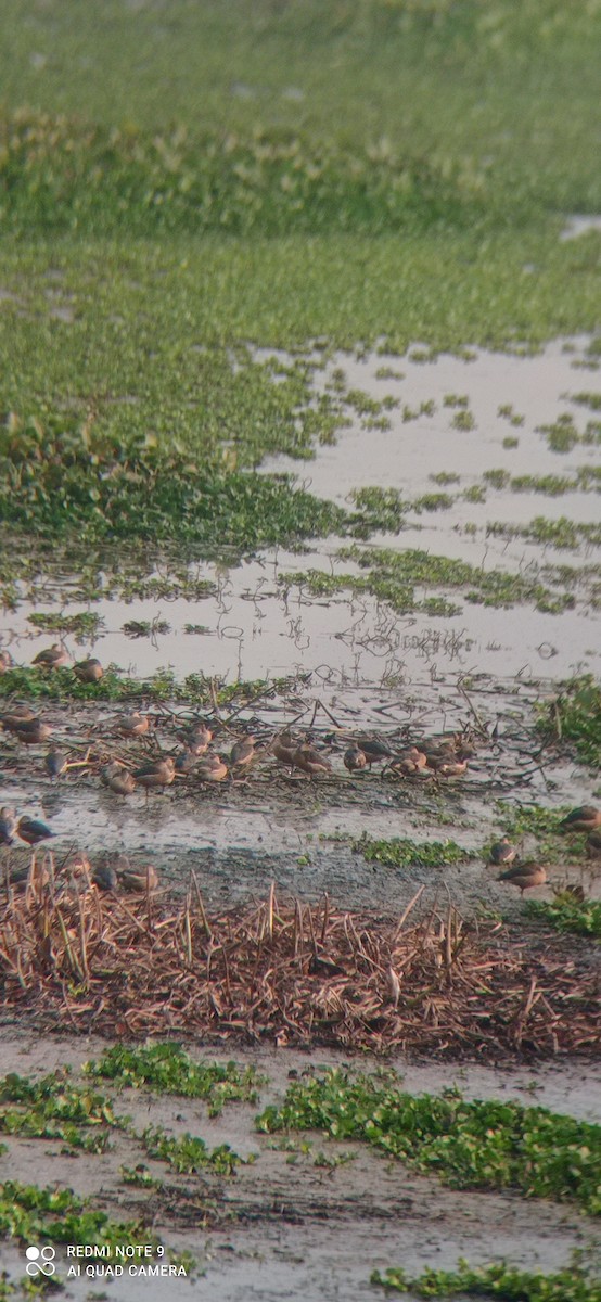 Lesser Whistling-Duck - ML535970751