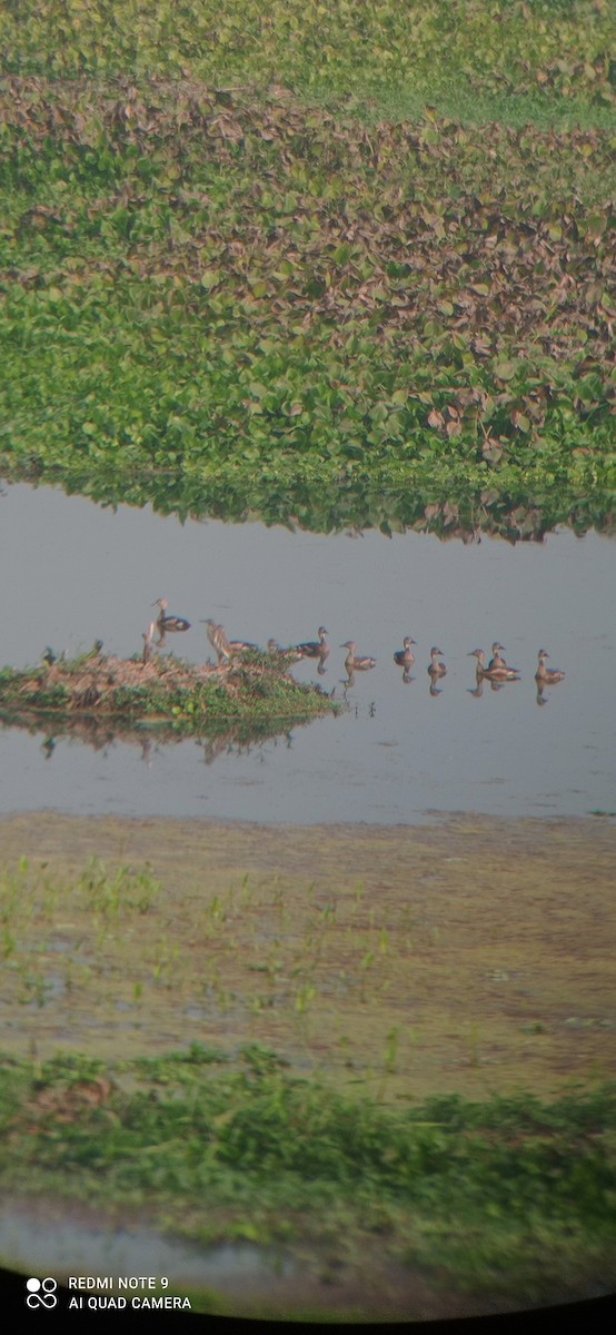 Lesser Whistling-Duck - ML535970761