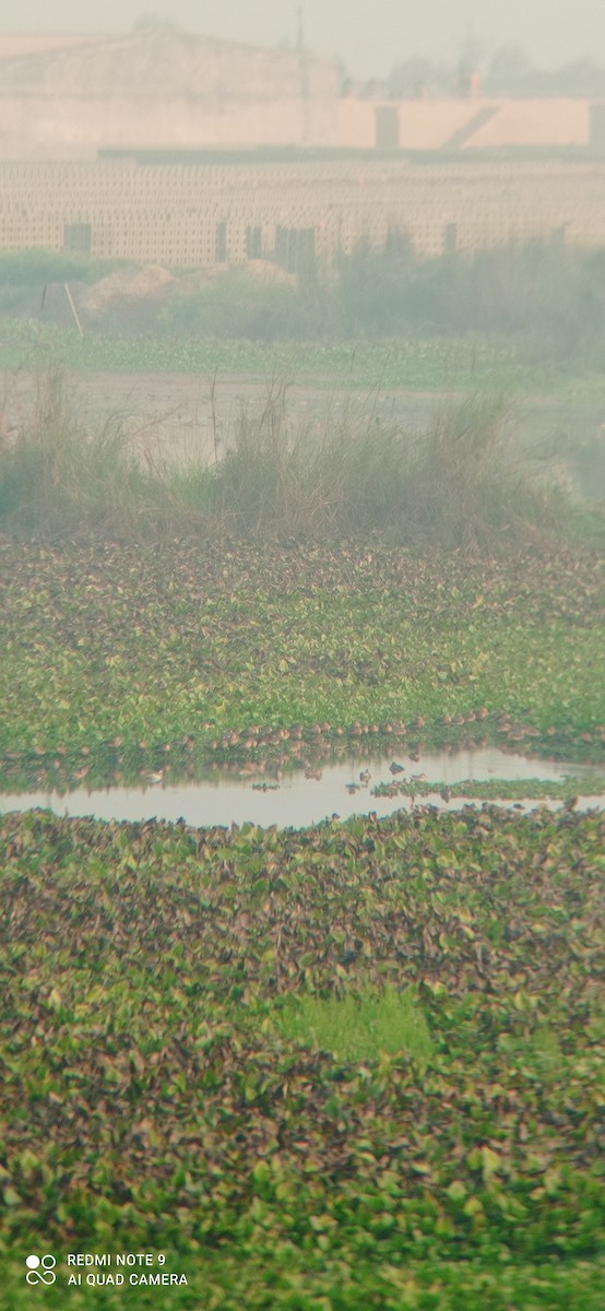 Lesser Whistling-Duck - ML535970771