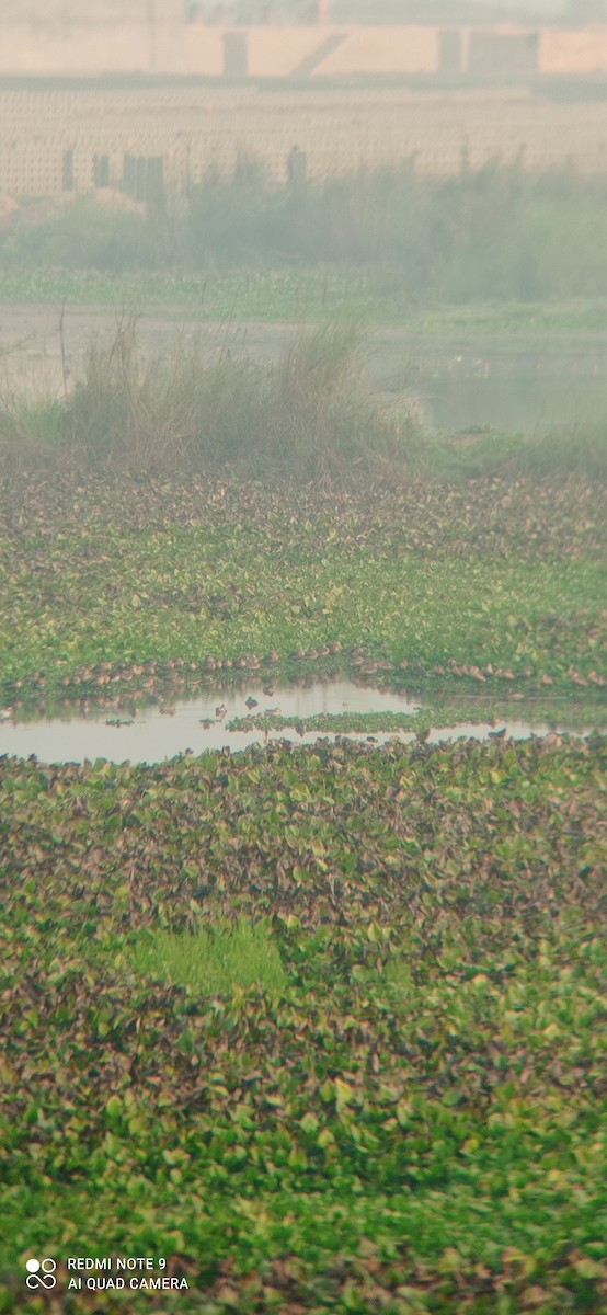 Lesser Whistling-Duck - ML535970781