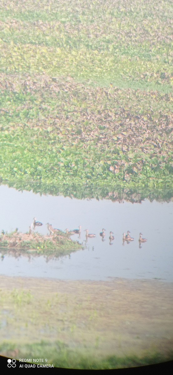 Lesser Whistling-Duck - ML535970791