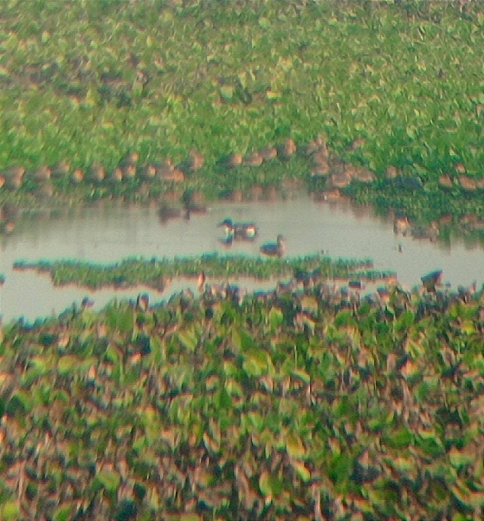 Northern Shoveler - ML535970901