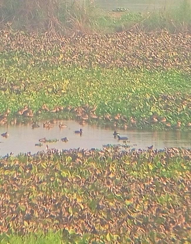 Ferruginous Duck - ML535970961