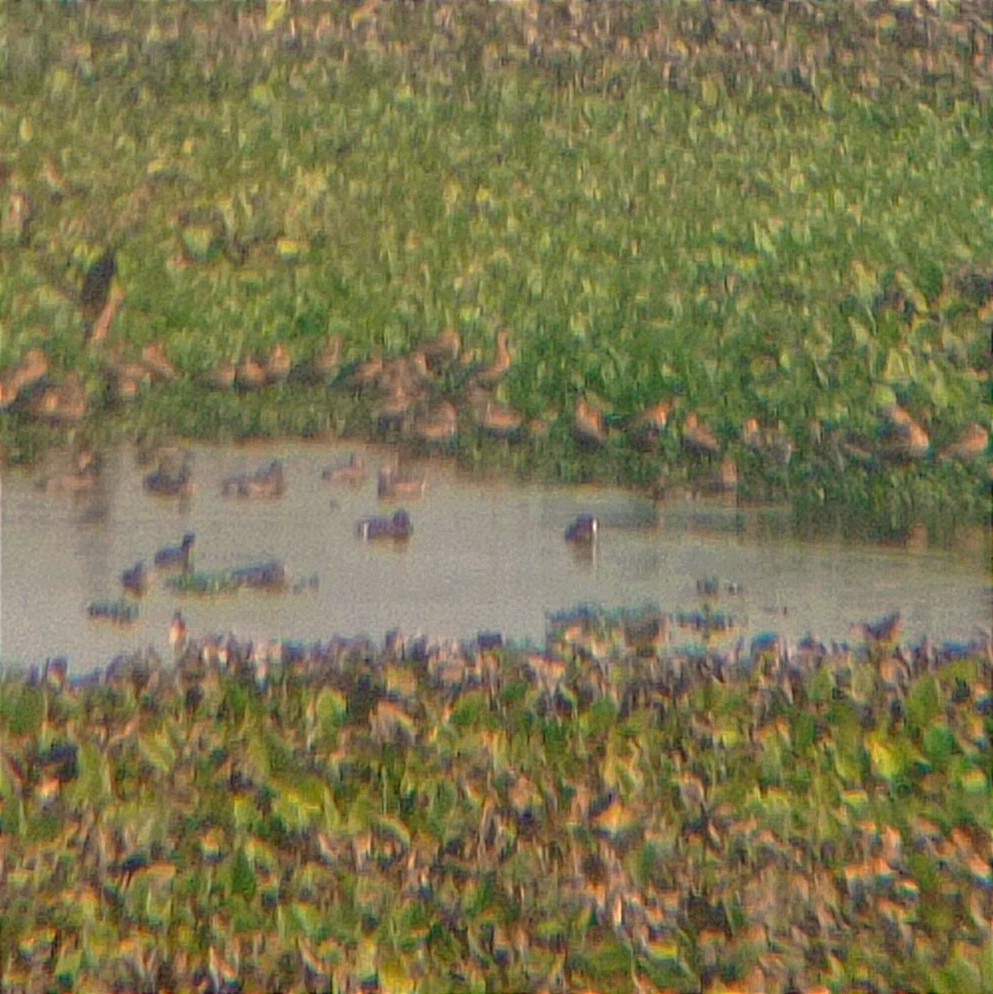 Ferruginous Duck - ML535970971