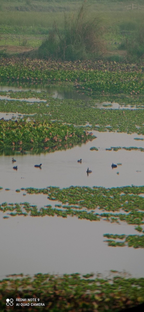 Eurasian Coot - ML535971071