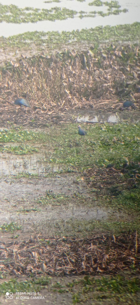 Gray-headed Swamphen - ML535971181