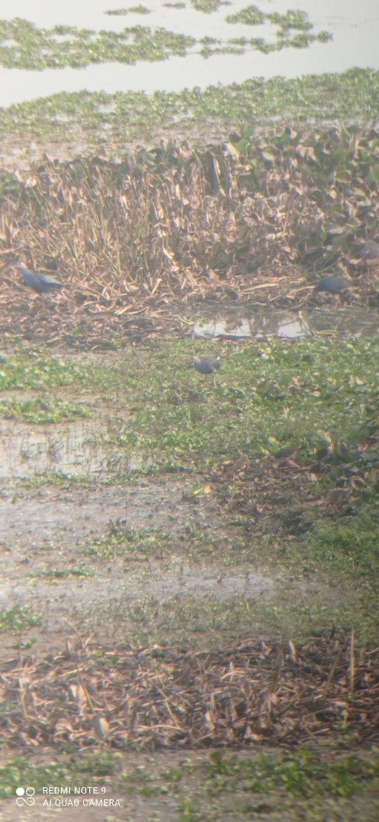 Gray-headed Swamphen - ML535971191