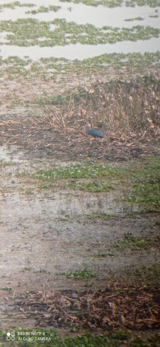 Gray-headed Swamphen - Soumya Bandopadhyay