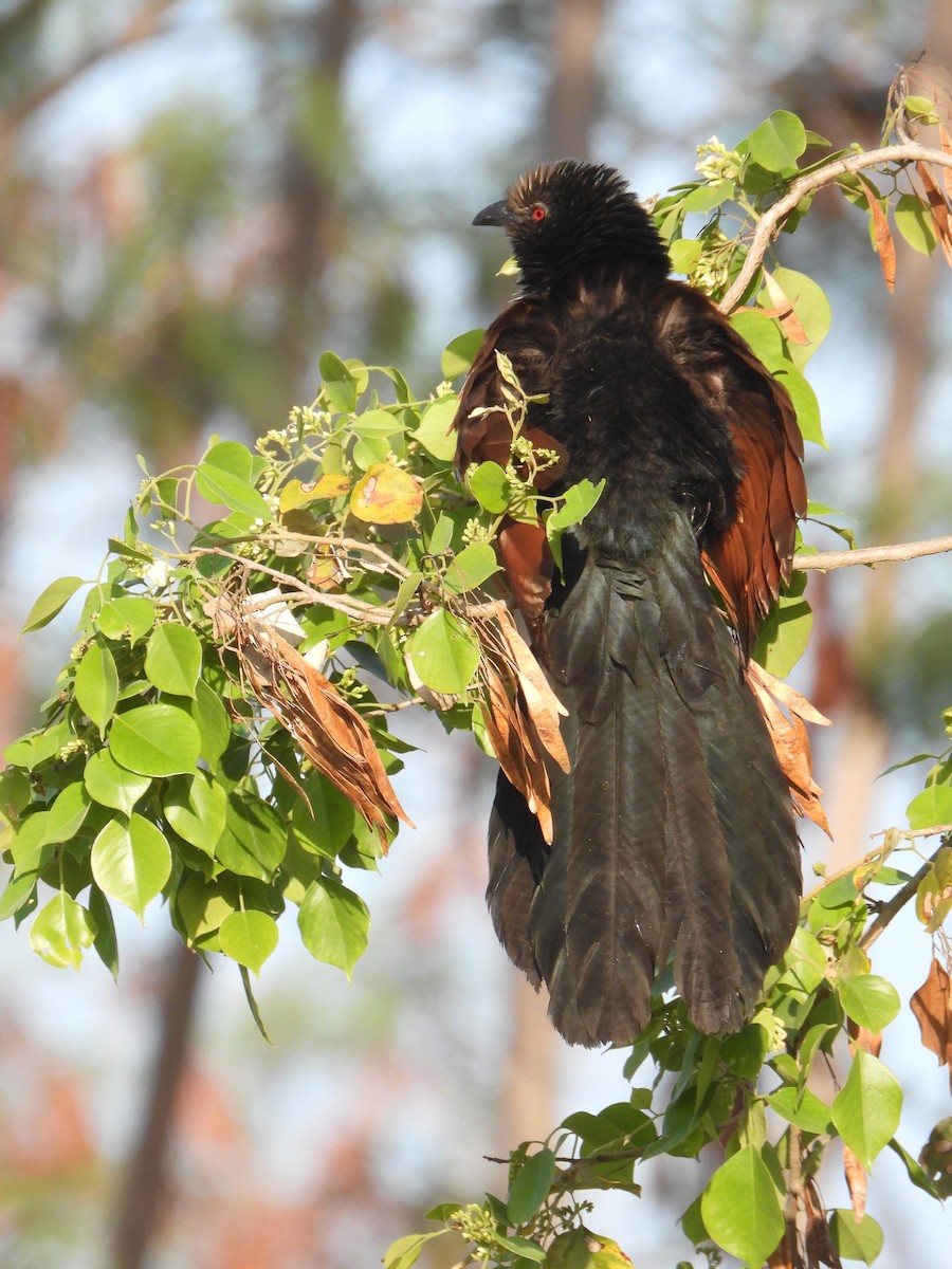 Greater Coucal - ML535971351