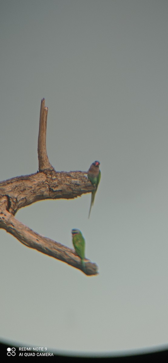 Red-breasted Parakeet - Soumya Bandopadhyay