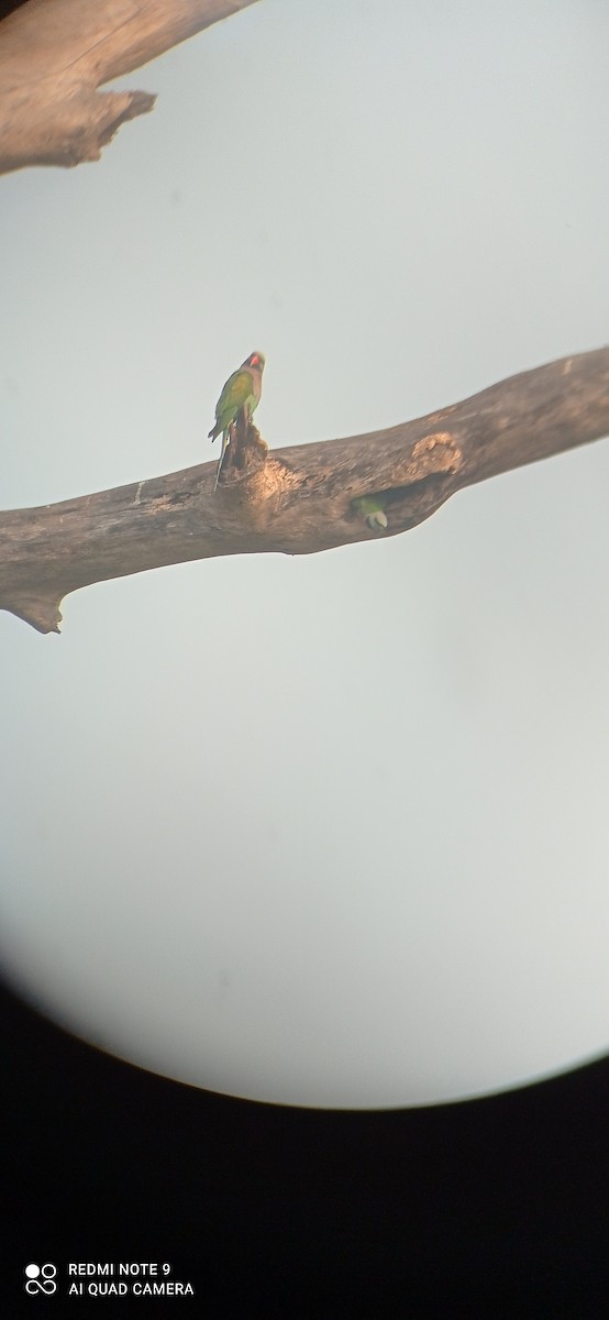 Red-breasted Parakeet - ML535971531