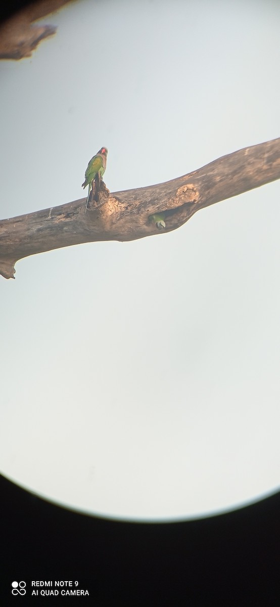 Red-breasted Parakeet - ML535971541