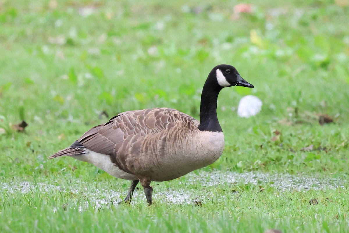 Canada Goose - ML535971671