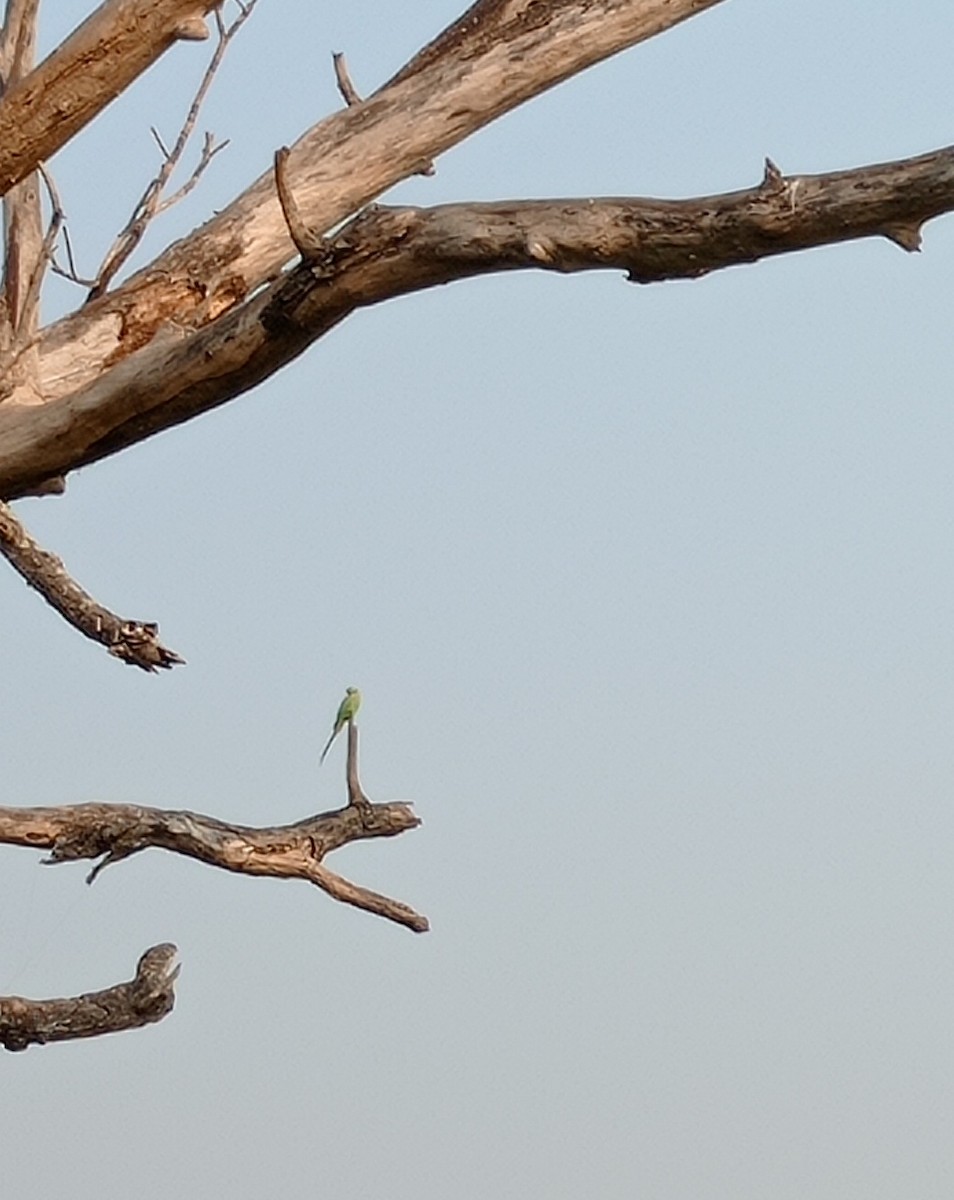 Rose-ringed Parakeet - ML535971691