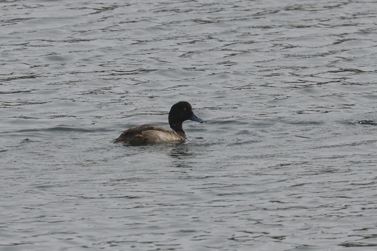 Greater Scaup - ML535972581